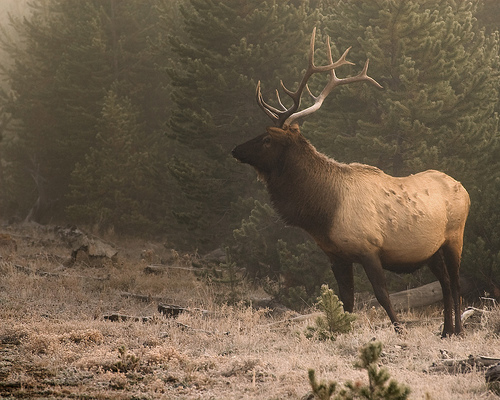 Picture of an Elk
