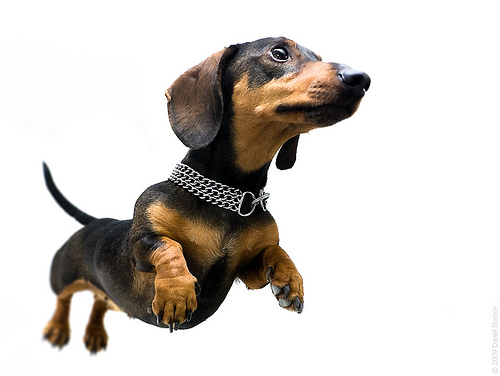 Picture of a Dachshund