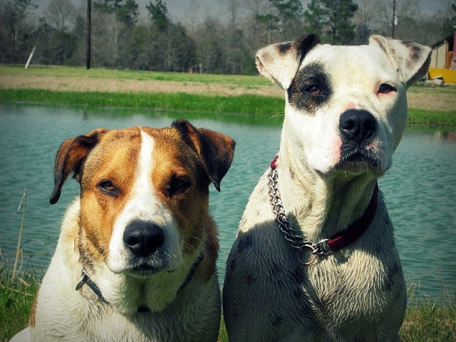 Picture of dogs