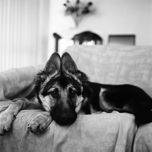 Picture of a German Shepherd