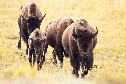 Picture of a bison